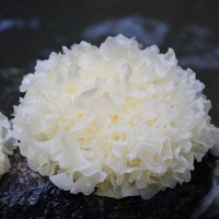 Nấm tuyết (mộc nhĩ trắng) khô, sản phẩm an toàn